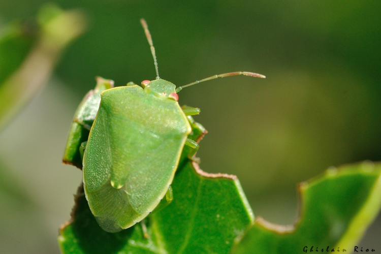 Acrosternum millierei, 28 juil. 2024, St-Antonin-Noble-Val (81) &copy; Ghislain Riou