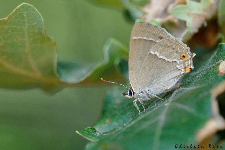 Quercusia quercus fem, 24 juil. 2024, Mondonville (31) &copy; Ghislain Riou