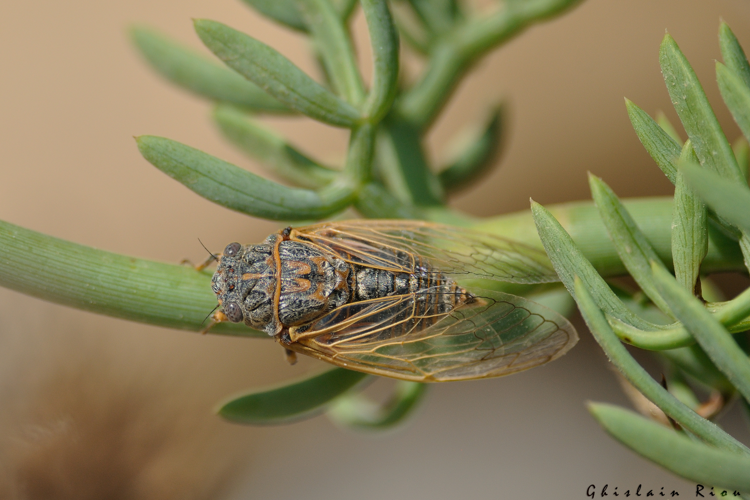 Tibicina corsica fairmairei, 3 août 2024, Leucate (11) &copy; Ghislain Riou