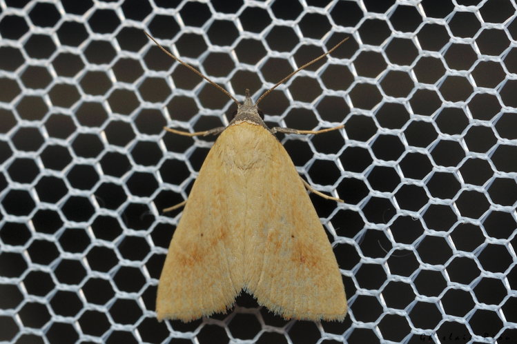 Raparna conicephala, 3 août 2024, Leucate (11) &copy; Ghislain Riou