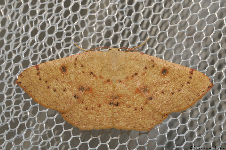 Cyclophora puppillaria, 3 août 2024, Leucate (11) &copy; Ghislain Riou