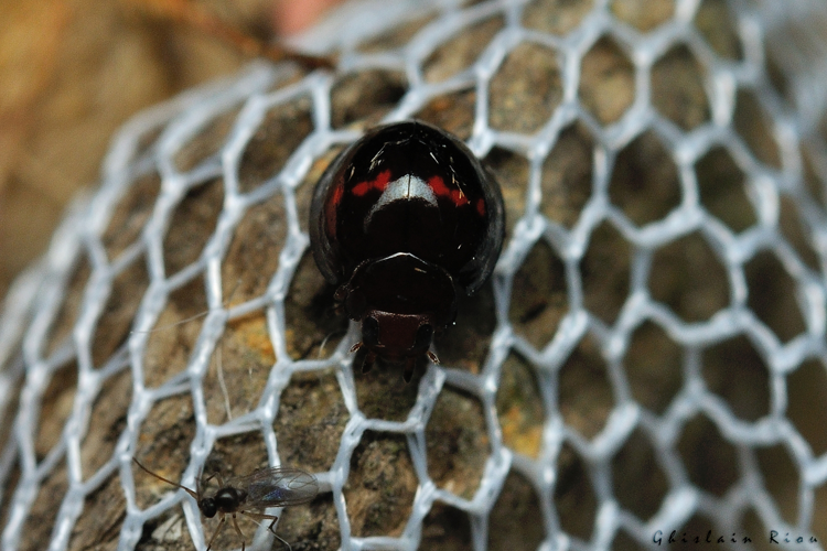 Chilocorus bipustulatus, 3 août 2024, Leucate (11) &copy; Ghislain Riou