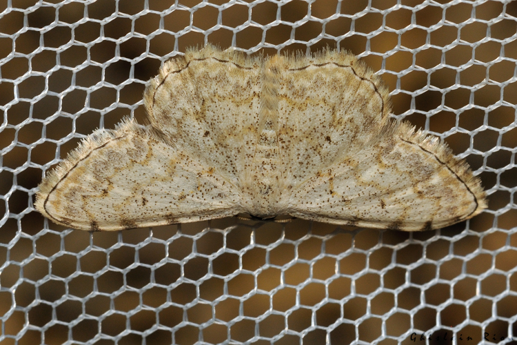 Scopula submutata, 3 août 2024, Leucate (11) &copy; Ghislain Riou