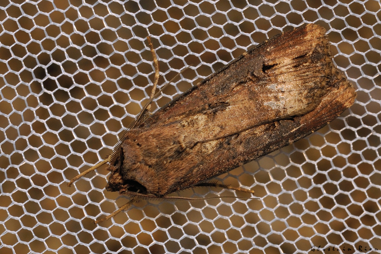 Agrotis ipsilon, 3 août 2024, Leucate (11) &copy; Ghislain Riou