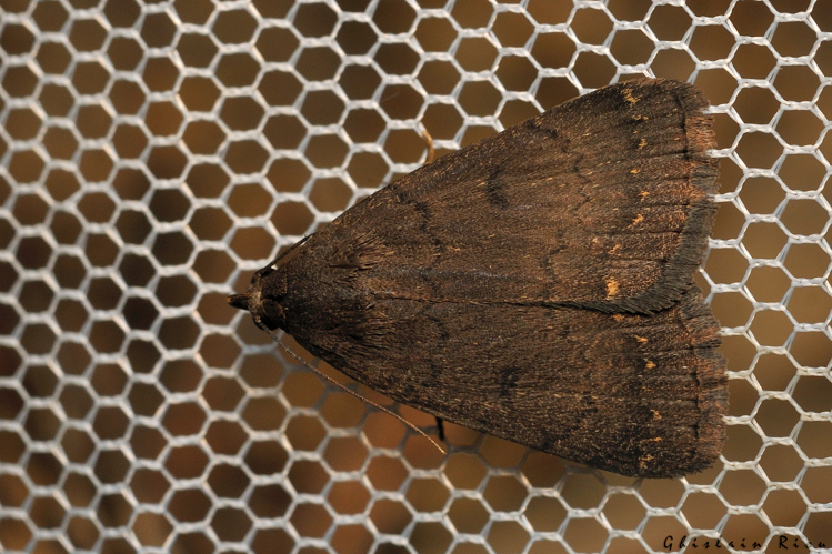 Nodaria nodosalis, 3 août 2024, Leucate (11) &copy; Ghislain Riou