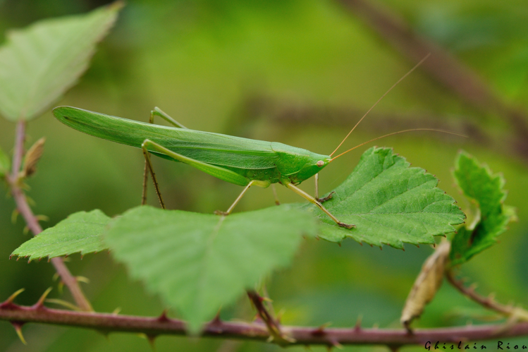 Ruspolia nitidula fem., 8 août 2024, Sengouagnet (31) &copy; Ghislain Riou