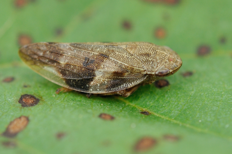 Aphrophora alni, 8 août 2024, Sengouagnet (31) &copy; Ghislain Riou