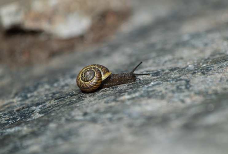 Arianta arbustorum canigonensis, Taurynia (66), 08/08/2024 &copy; Simon Combet