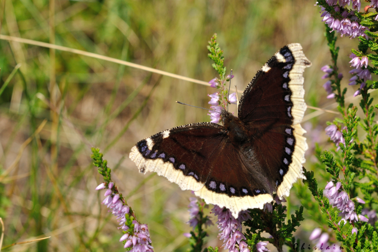 Nymphalis antiopa, 19 août 2024, Cauterets (65) &copy; Ghislain Riou