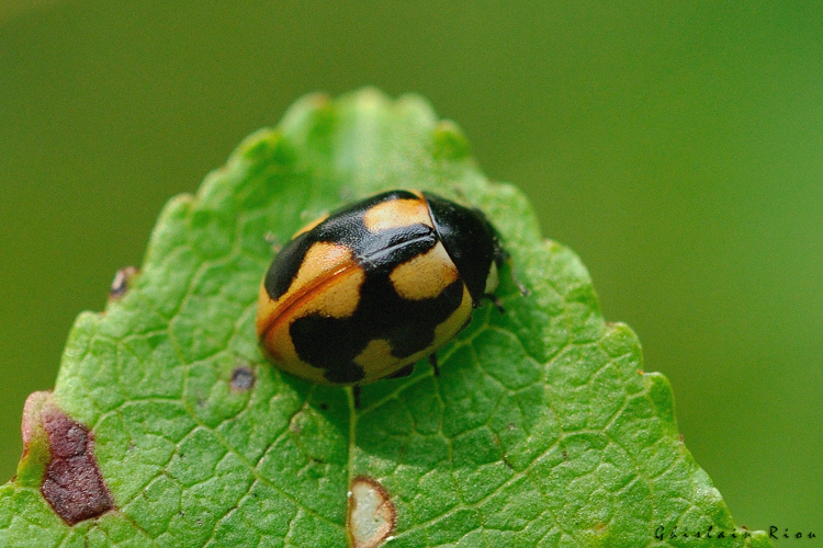 Coccinella hieroglyphica, 18 août 2024, Saint-Privat-du-Fau (48) &copy; Ghislain Riou
