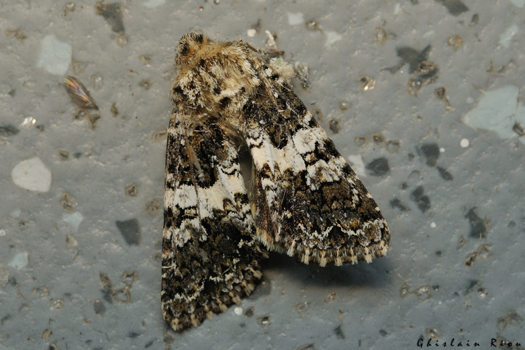 Hadena compta morte, 26 août 2024, La Mongie (65) &copy; Ghislain Riou