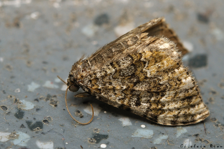 Euphyia frustata morte, 26 août 2024, La Mongie (65) &copy; Ghislain Riou