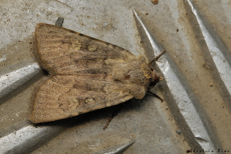 Euxoa deco, 26 août 2024, La Mongie (65) &copy; Ghislain Riou