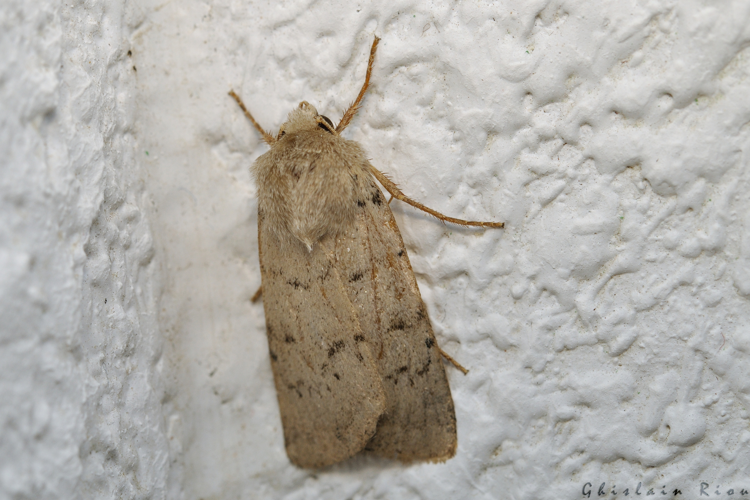 Epipsilia grisescens, 26 août 2024, La Mongie (65) &copy; Ghislain Riou