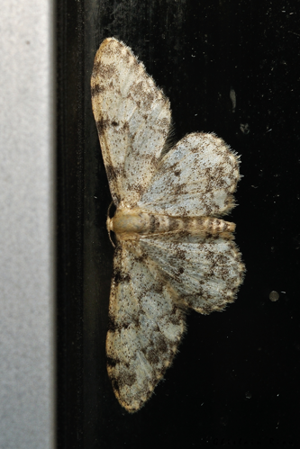 Idaea contiguaria, 26 août 2024, La Mongie (65) &copy; Ghislain Riou