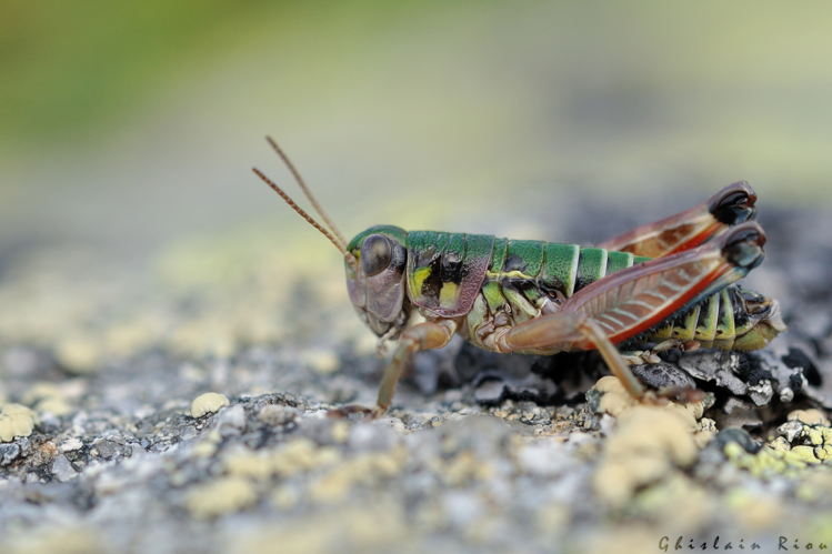 Cophopodisma pyrenaea mâle, 26 août 2024, Saint-Lary-Soulan (65) &copy; Ghislain Riou
