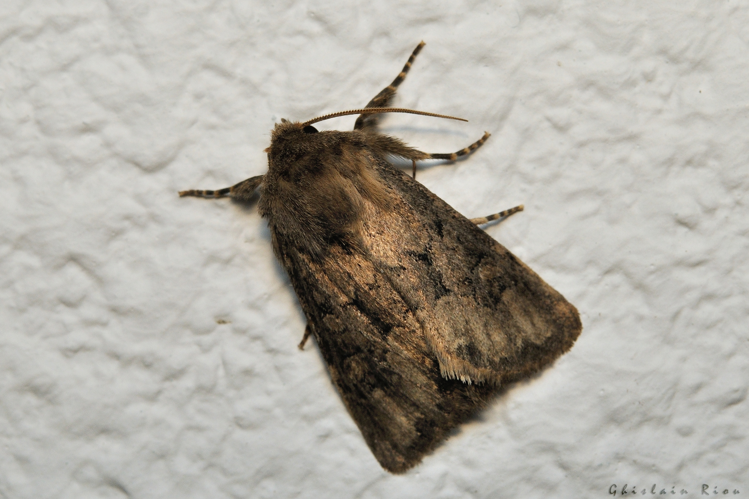 Luperina testacea, 26 août 2024, La Mongie (65) &copy; Ghislain Riou