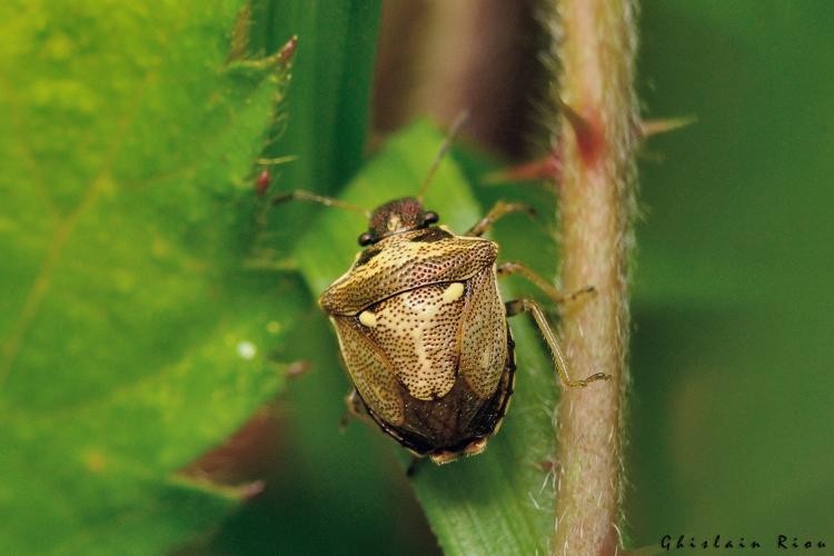 Eysarcoris aeneus, 6 sept. 2024, Sengouagnet (31) &copy; Ghislain Riou