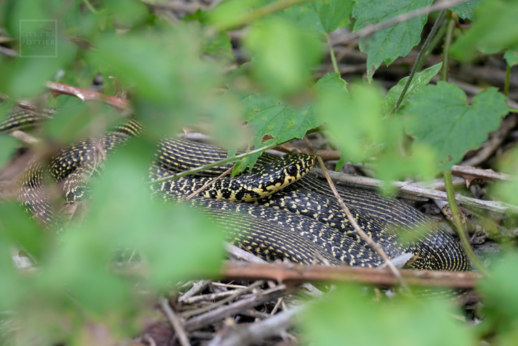 Hierophis viridiflavus, adulte en héliothermie (Boô-Silhen, Hautes-Pyrénées) &copy; Gilles Pottier