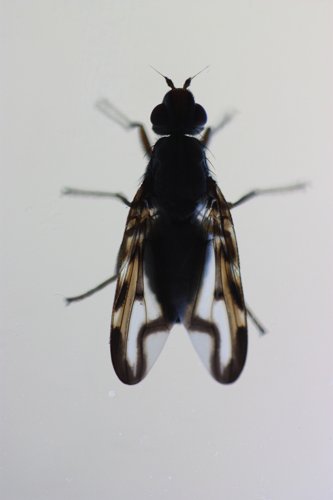 Mouche Otites lamed, Toulouse (31) &copy; Pierre-Olivier Cochard