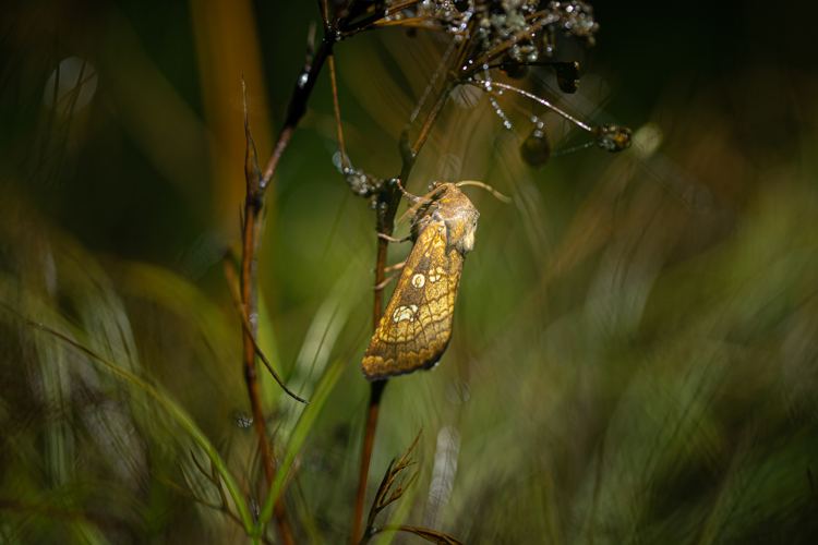 Gortyna borelii, Montalba-le-Château (66), 15/10/2024 &copy; Simon Combet
