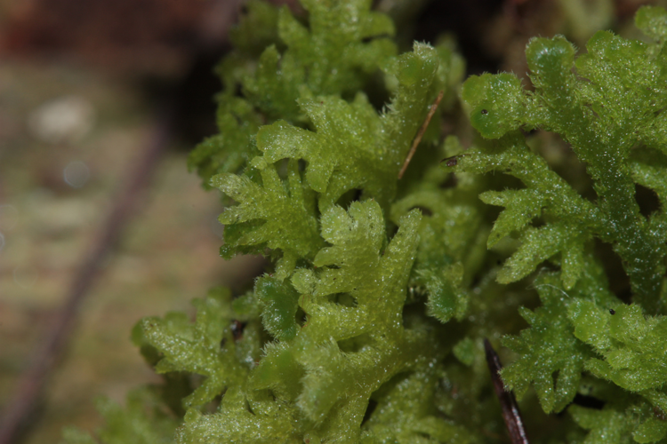 Aspect d'un spécimen frais, Vernajoul (Ariège), en contexte de marais tourbeux acidiphile boisé &copy; Pierre-Olivier Cochard