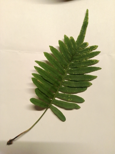 Aspect d'une fronde caractéristique (Foix, rochers sous la croix Saint-Sauveur) &copy; Pierre-Olivier Cochard