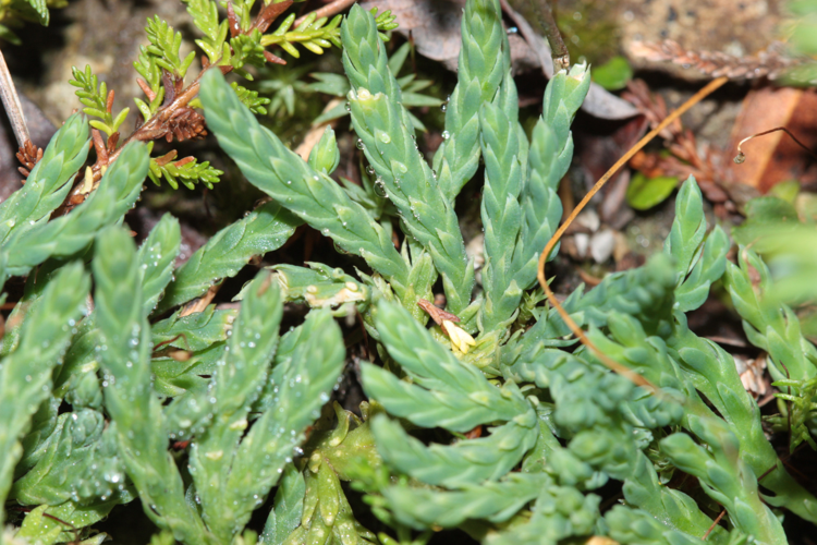 Diphasiastrum alpinum, pieds non fertiles, Bonac-Irazein (Ariège), altitude 2000 m, août 2024 &copy; Pierre-Olivier Cochard