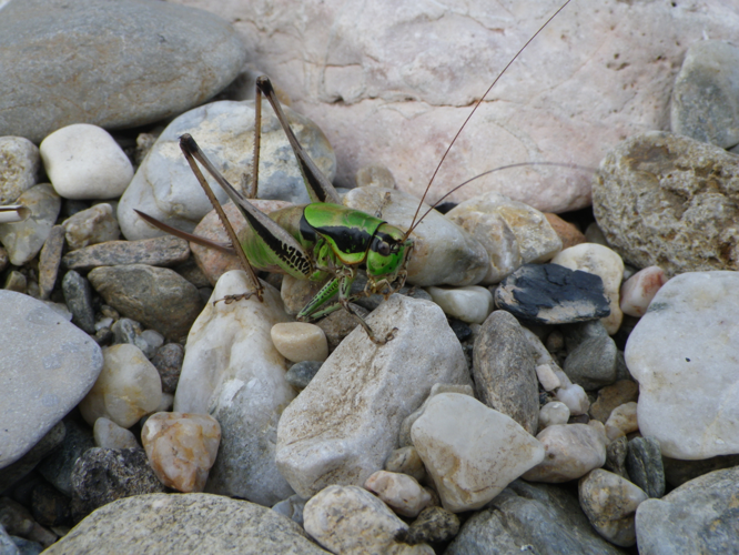Imago femelle, Méjannes-le-Clap (Gard), septembre 2012 &copy; Pierre-Olivier Cochard