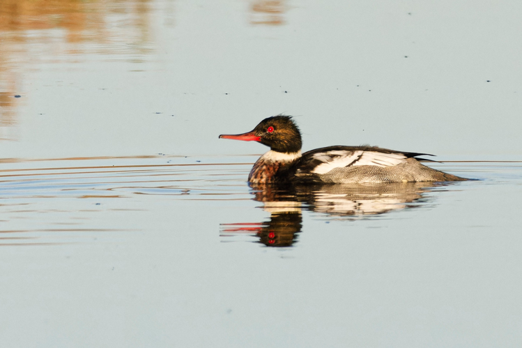 Harle huppé mâle, 11 nov. 2024, Sète (34) &copy; Thorel Guilhem & Rougeyrolles Delphine