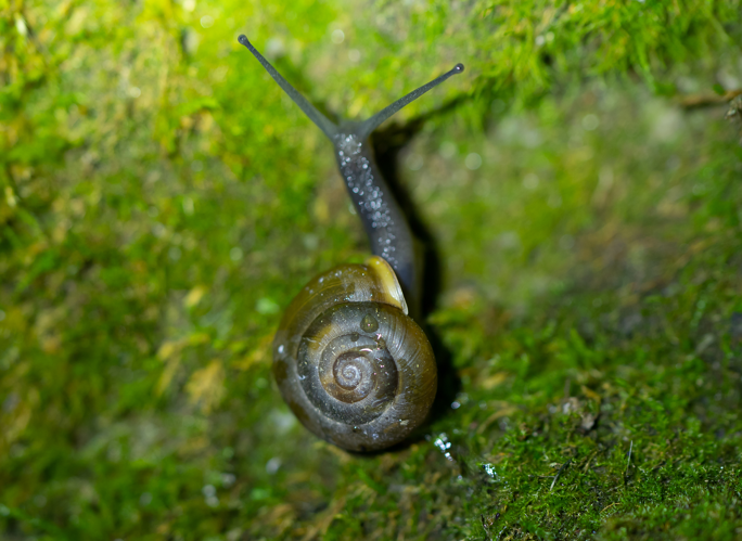 Norelona pyrenaica, 22/09/2024, Casteil (66) &copy; Simon Combet