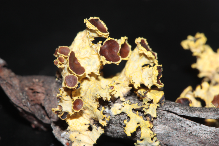 Vulpicida juniperus, Réserve Naturelle Régionale de Montious, juin 2024 &copy; Pierre-Olivier Cochard