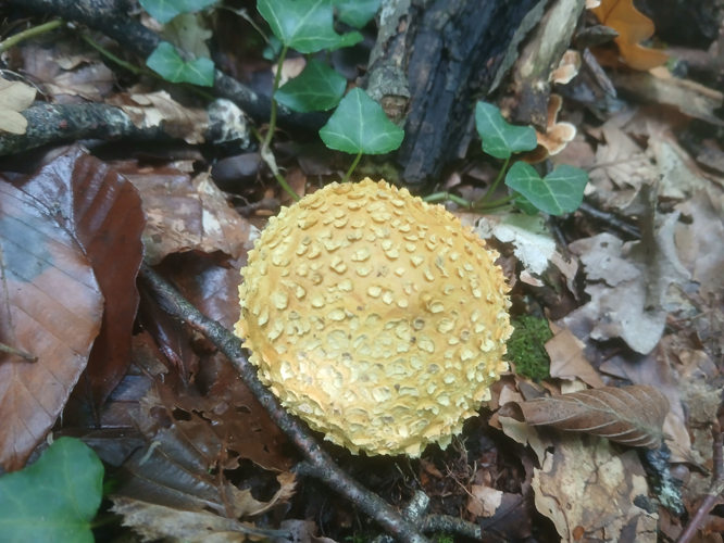 Scléroderme vulgaire (Scleroderma citrinum), Cazaubon (32), 24 septembre 2024 &copy; Jean-Michel Catil
