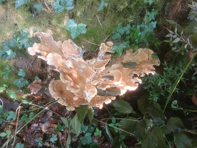 Polypore géant (Meripilus giganteus), Cazaubon (32), 24 septembre 2024 &copy; Jean-Michel Catil