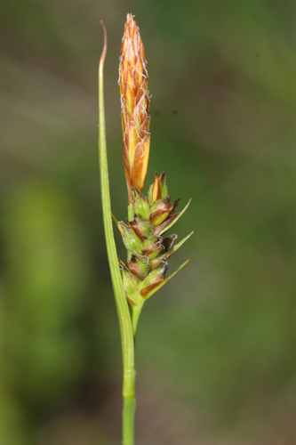 Réserve naturelle régionale du Massif du Montious, Bordères-Louron (65), juillet 2024 &copy; Pierre-Olivier Cochard