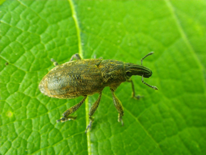 Saint-Lieux-lès-Lavaur (81), mai 2024 &copy; Pierre-Olivier Cochard