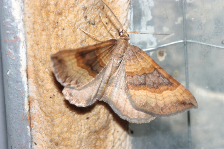 Imago, photographié de nuit le 29 juillet 2023 (Cabane d'Aouen, Bordes-Uchentein, Ariège) &copy; Pierre-Olivier Cochard