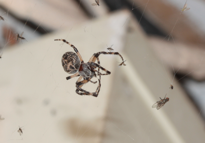 Individu sur sa toile (Saint-Côme-d'Olt, 12) &copy; Pierre-Olivier Cochard