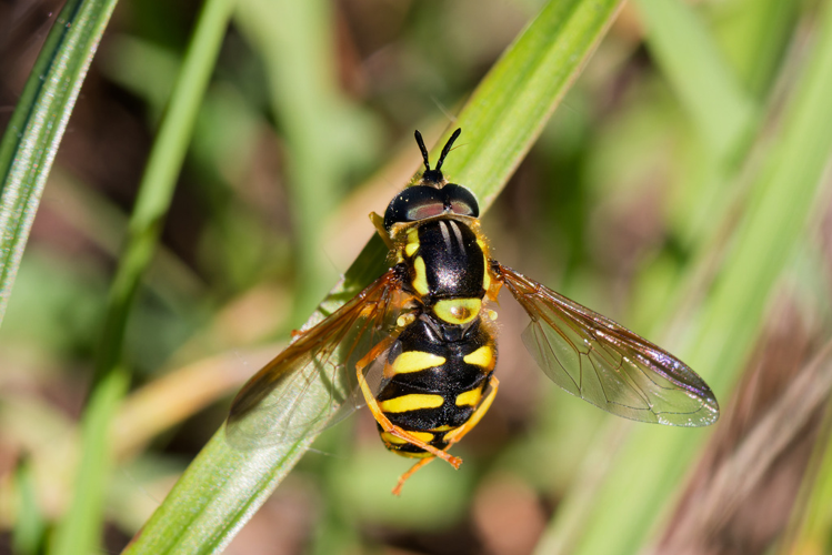 Chrysotoxum intermedium &copy; Bastien Louboutin