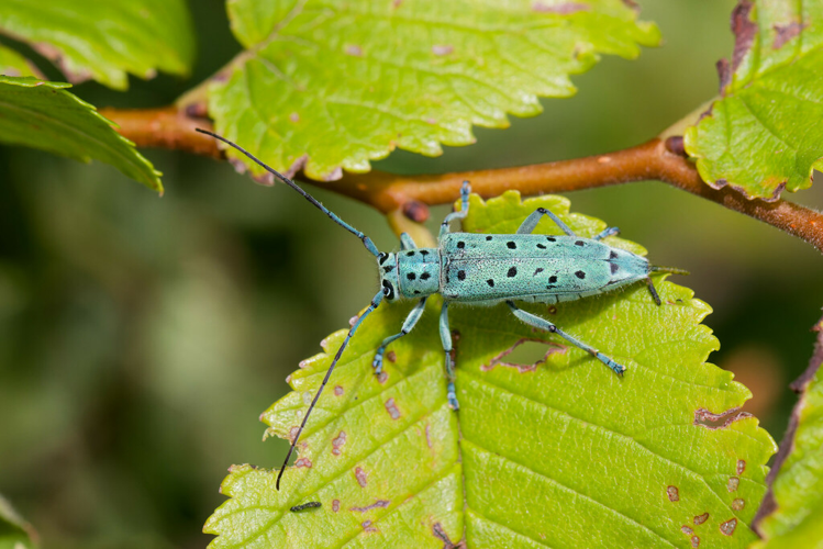 Saperda punctata - Mauguio (34) &copy; Bastien Louboutin