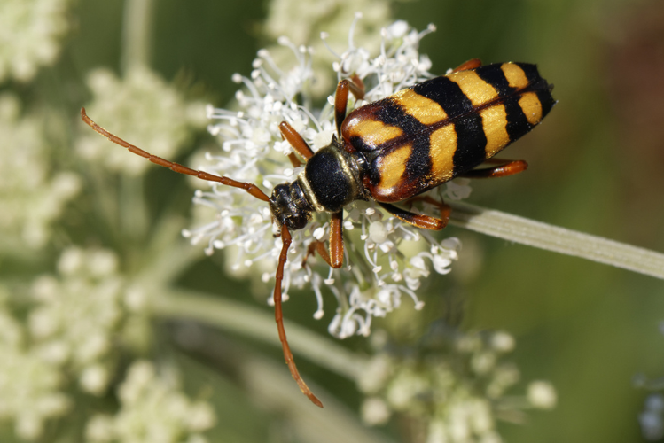 Leptura aurulenta - Les Martys (11) &copy; Bastien Louboutin