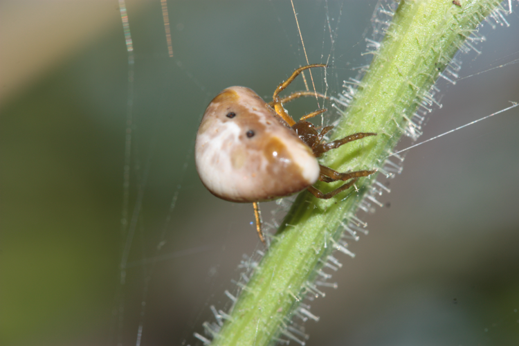 femelle adulte, Sainte-Marthe (Lot-et-Garonne), juillet 2024 &copy; Pierre-Olivier Cochard