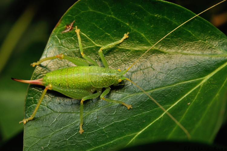Cyrtaspis scutata fem. ad., 11 déc. 2024, Beaumont-sur-Lèze (31) &copy; Ghislain Riou