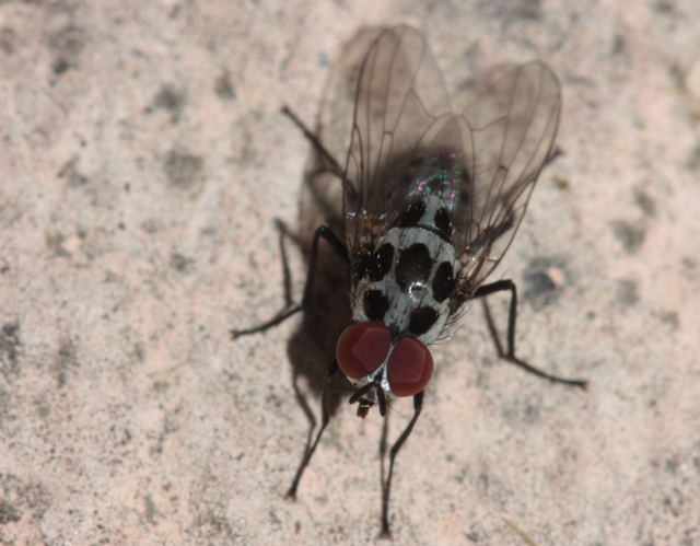 Imago, photographié dans un jardin à Toulouse (15 mai 2024) &copy; Pierre-Olivier Cochard