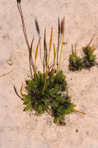 Spécimens avec des des sporophytes à différents stades de développement (Toulouse, décembre 2024) &copy; Pierre-Olivier Cochard