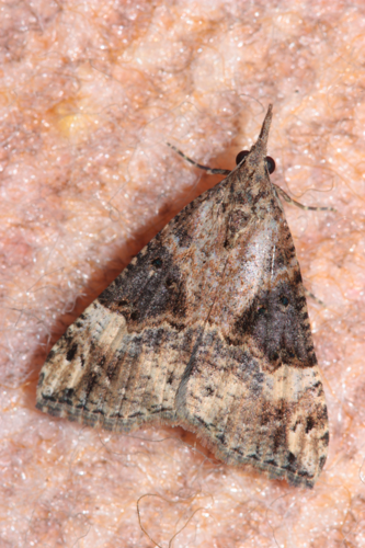 Imago, photographié à Toulouse en décembre 2024 &copy; Pierre-Olivier Cochard