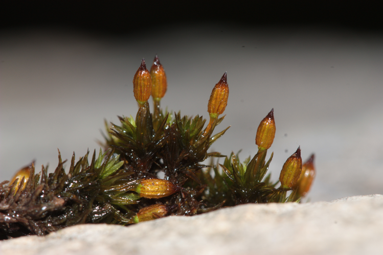 Vue générale de spécimens avec sporophytes (Lagrasse, Aude, décembre 2024) &copy; Pierre-Olivier Cochard