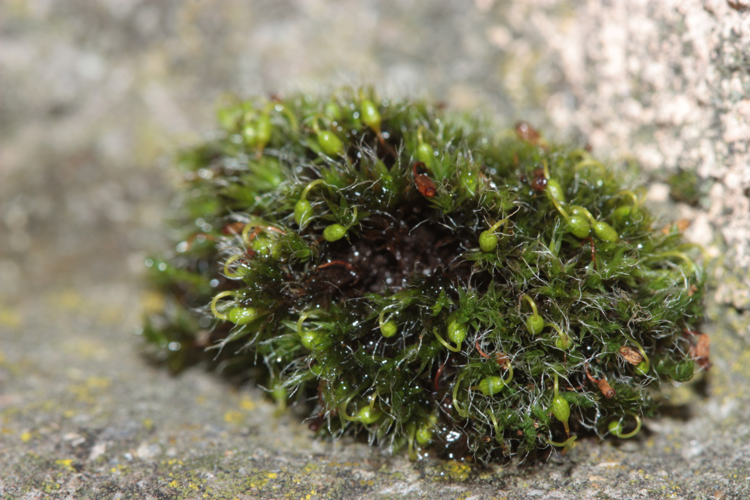 Spécimen avec sporophytes (Toulouse, janvier 2025) &copy; Pierre-Olivier Cochard
