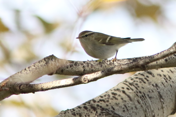 Pouillot de Hume - Villeneuve-les-Maguelones (34) &copy; Bastien Louboutin