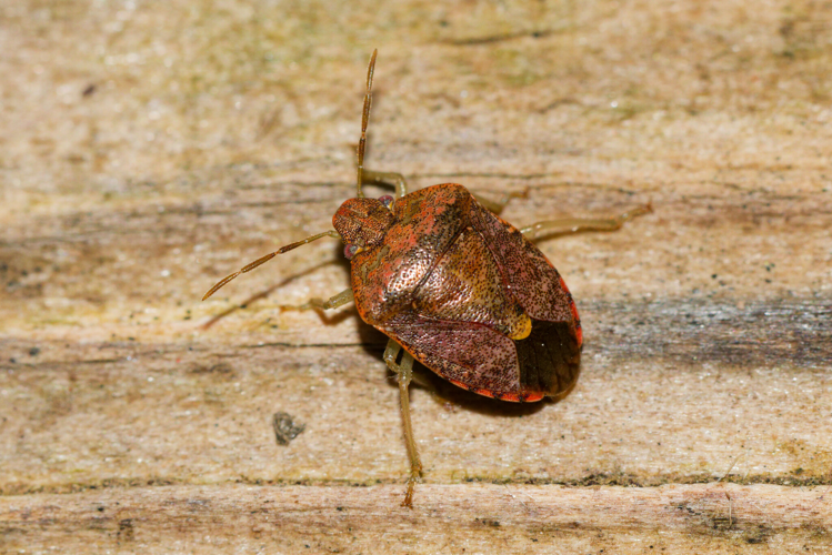 Dryadocoris apicalis à Montferrier-sur-Lez (34) &copy; Bastien Louboutin